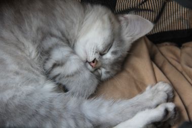 Trying out the carrier- Comfy enough!