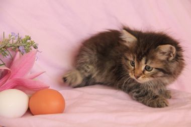 I swear this egg attacked me!