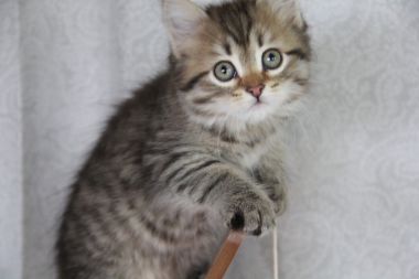 Do I have something on my tongue?