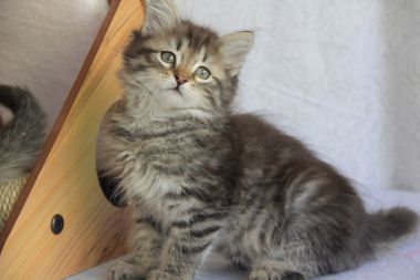 I swear this egg attacked me!