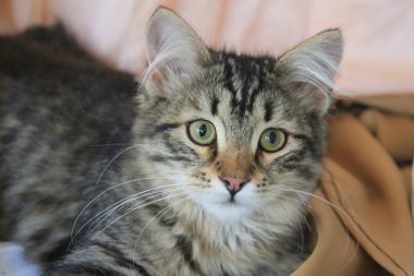 I swear this egg attacked me!